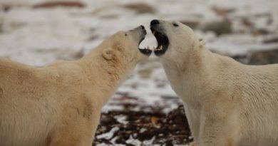 Polar Bears International is monitoring the bears' size, stature and reproduction with the help of both citizen scientists and professional researchers. (explore.org)