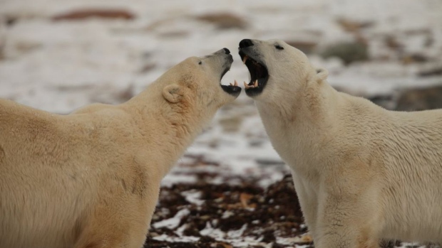 Polar Bears International is monitoring the bears' size, stature and reproduction with the help of both citizen scientists and professional researchers. (explore.org)