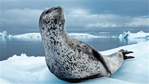 Nicklen, who shot this photo of a leopard seal, has spent months living and working on ice and diving around both polar regions while on assignments for National Geographic (Paul Nicklen)