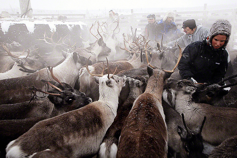 For these Sami reindeer herders, the times, they are a changin’. (c) Michiel van Niemwegen/Flickr.