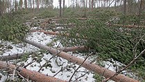 Storm Hilde's high winds took out some 3.5 million cubic meters of trees. (Örjan Holmberg / SverigesRadio)