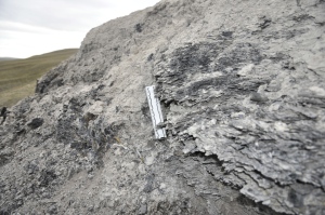 Eocene Age leaf litter, estimated to be 50 million years old, was found on Ellesmere Island's Fosheim Penisula. (N. Rybczynski)