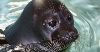 Finland's Saimaa seal is like the Baikal seal pictured above, a freshwater seal. (Alexander Nemenov / AFP)