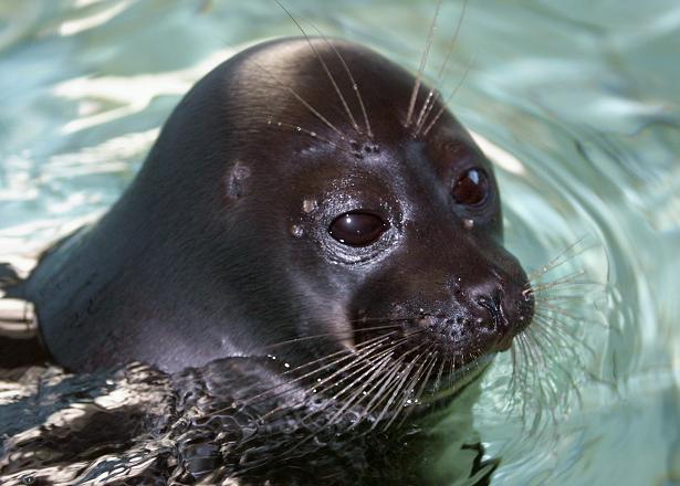 Finland's Saimaa seal is like the Baikal seal pictured above, a freshwater seal. (Alexander Nemenov / AFP)