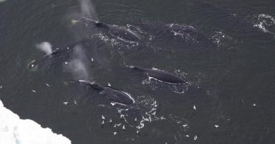 Bowhead whales seen in the Beaufort Sea. (Laura Morse / National Oceanic and Atmospheric Administration / AP)