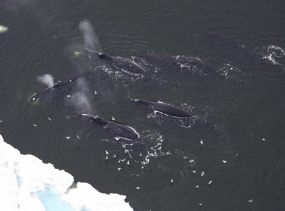 Bowhead whales seen in the Beaufort Sea. (Laura Morse / National Oceanic and Atmospheric Administration / AP)