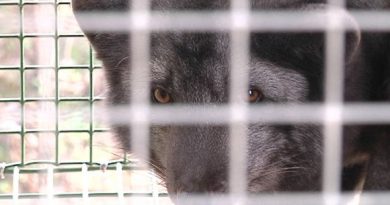 Foxes are one animal farmed for their fur rather than their meat. (Kalle Niskala / Yle)