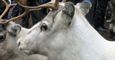 The volume of reindeer meat produced in Finland is declining. (Pia Tuukkanen / Yle)