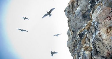 Birds nest in a fjord in Norway's Arctic. (Martin Bureau)