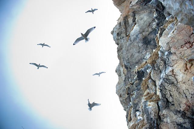 Birds nest in a fjord in Norway's Arctic. (Martin Bureau)
