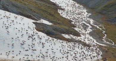 Aerial image of the Western Arctic Caribou herd, 2011. (Jim Dau / Alaska Department of Fish and Game / Alaska Dispatch)