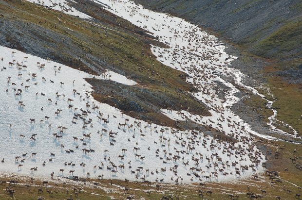 Aerial image of the Western Arctic Caribou herd, 2011. (Jim Dau / Alaska Department of Fish and Game / Alaska Dispatch)