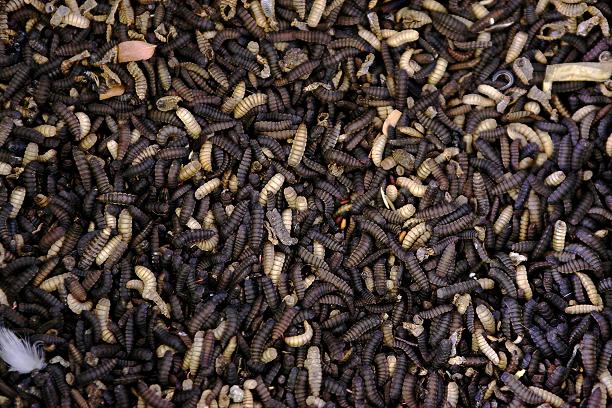 Live fly larva. (Jenny Goldhawk-Smith / AFP)