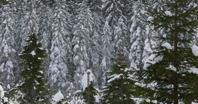 Those Christmas trees are lurking in there somewhere. (Kalle Heikkinen / Yle)