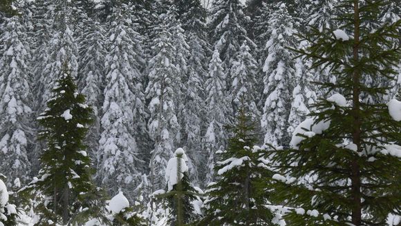 Those Christmas trees are lurking in there somewhere. (Kalle Heikkinen / Yle)