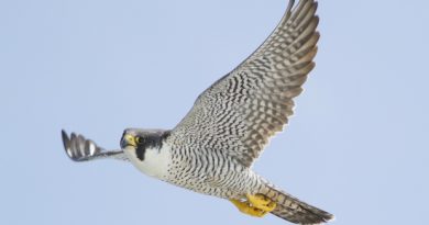 When it rains, adult falcons crouch above their chicks, wings spread like a canopy, to keep them dry. But warmer temperatures and more frequent heavy rains in the Arctic are, in some cases, forcing adult falcons to give up on their chicks. (Erik Hedlin)