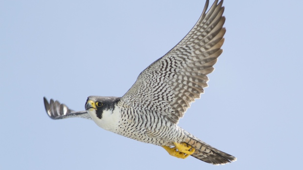 When it rains, adult falcons crouch above their chicks, wings spread like a canopy, to keep them dry. But warmer temperatures and more frequent heavy rains in the Arctic are, in some cases, forcing adult falcons to give up on their chicks. (Erik Hedlin)