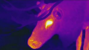 Picture evidence from an infrared camera on why Rudolf's nose is red. (University of Lund / Radio Sweden)