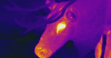 Picture evidence from an infrared camera on why Rudolf's nose is red. (University of Lund / Radio Sweden)