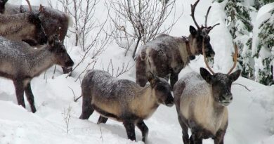 An environmental group says more needs to be done to prevent an iconic Canadian animal from going extinct. The woodland caribou is at risk due to loss of its habitat. (B.C. Forest Service/Associated Press)