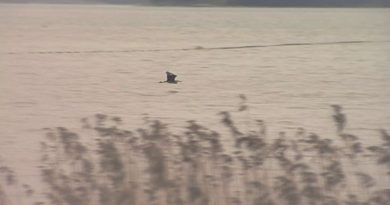 A grey heron flies over the unfrozen Pickalan Bay on January 1st. (Yle)