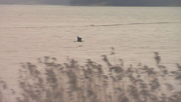 A grey heron flies over the unfrozen Pickalan Bay on January 1st. (Yle)