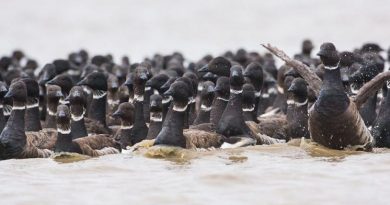 Black brant geese. (Tyler Lewis / USGS / Alaska Dispatch)