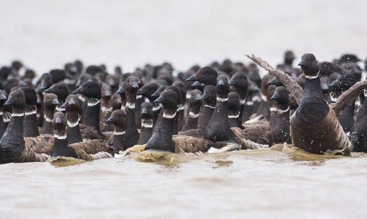 Black brant geese. (Tyler Lewis / USGS / Alaska Dispatch)