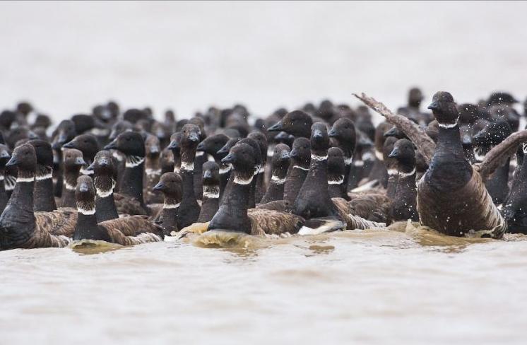 Black brant geese. (Tyler Lewis / USGS / Alaska Dispatch)