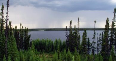 A total of 708,000 square kilometres of boreal forest is now protected by government. Another 460,000 square kilometres are being harvested through sustainable practices (Matt Medler/Associated Press)