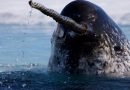 Male narwhals have a straight tusk that can measure up to 2.5 metres long. (Paul Nicklen/Getty Images)