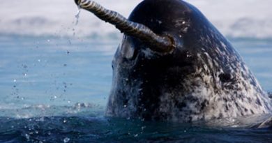 Male narwhals have a straight tusk that can measure up to 2.5 metres long. (Paul Nicklen/Getty Images)