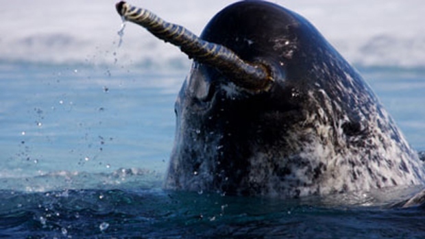 Male narwhals have a straight tusk that can measure up to 2.5 metres long. (Paul Nicklen/Getty Images)