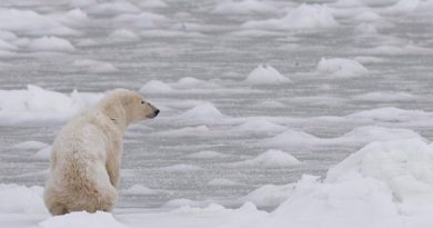 Meetings scheduled for Feb. 12 in Inukjuaq, Que. could produce the first total allowable harvest for polar bears in Nunavik. Right now, there is a voluntary quota in place of 60 bears from the southern Hudson Bay polar bear population, which is shared by Quebec, Ontario and Sanikiluaq. (CBC.ca)