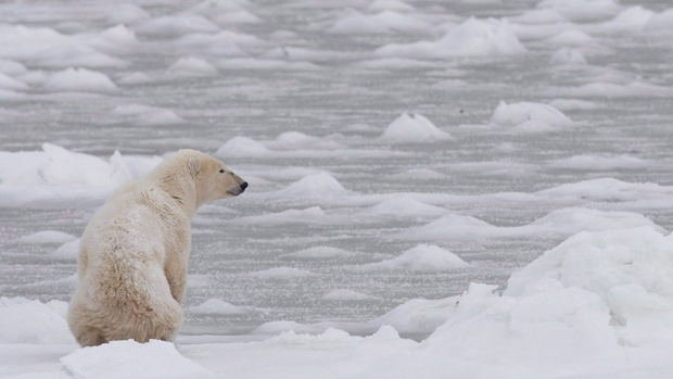 Meetings scheduled for Feb. 12 in Inukjuaq, Que. could produce the first total allowable harvest for polar bears in Nunavik. Right now, there is a voluntary quota in place of 60 bears from the southern Hudson Bay polar bear population, which is shared by Quebec, Ontario and Sanikiluaq. (CBC.ca)