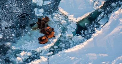 Walrus on sea ice in the Bering Sea. (Loren Holmes / Alaska Dispatch)