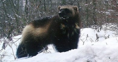 Wolverines are the largest of the weasel family, about the size of a medium-size dog, but are extremely strong, agile, and seemingly fearless. They were sought by trappers for their fur which is resistant to frost and so prized as lining around the hoods of winter parkas. (Jeff Ford- /AP/CP)