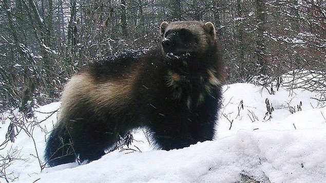 Wolverines are the largest of the weasel family, about the size of a medium-size dog, but are extremely strong, agile, and seemingly fearless. They were sought by trappers for their fur which is resistant to frost and so prized as lining around the hoods of winter parkas. (Jeff Ford- /AP/CP)