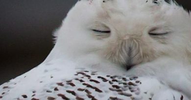 A snowy owl rests on the shore of Boundary Bay in Delta, B.C., on Dec. 1. (Daryl Dyck//The Canadian Press)