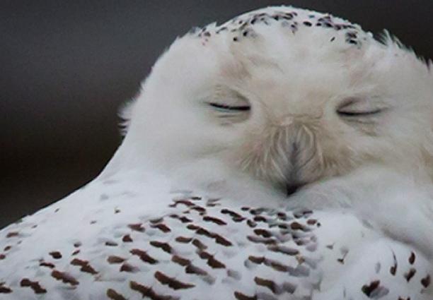 A snowy owl rests on the shore of Boundary Bay in Delta, B.C., on Dec. 1. (Daryl Dyck//The Canadian Press)