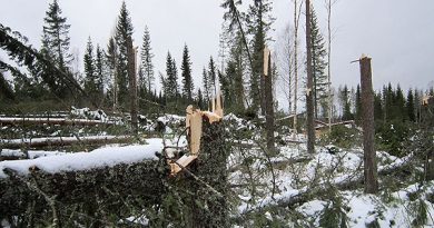 Last year storms blew down thousands of trees and now warm weather is muddying dirt roads, making removing downed logs harder. (Marcus Frånberg/Sveriges Radio)