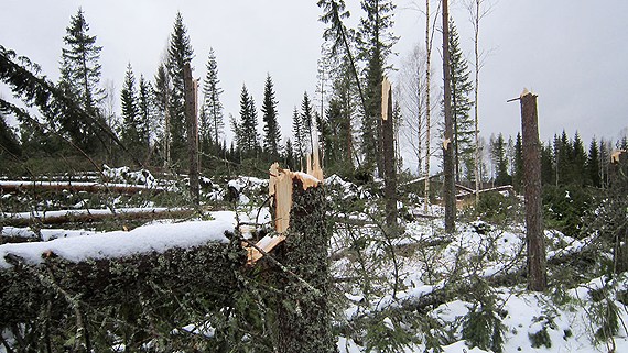 Last year storms blew down thousands of trees and now warm weather is muddying dirt roads, making removing downed logs harder. (Marcus Frånberg/Sveriges Radio)