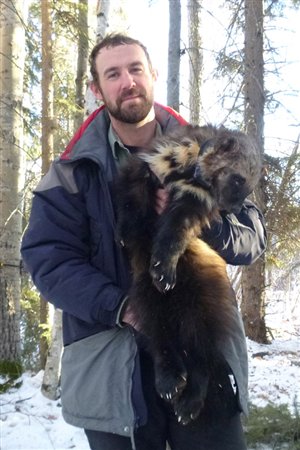 University of Alberta biologist Matt Scrafford and drugged wolverine. Note the very wide paws which act like snowshoes and help it to travel through deep snow (Brad Smith)