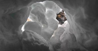 An avalanche dog searches for a person buried by snow during a training exercise in southern Germany. (Josef Hildenbrand / AFP)