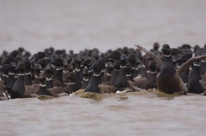 Black brant geese molt on the North Slope’s Teshekpuk Lake. (Tyler Lewis/ USGS / APRN)