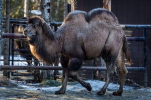 Mary Lu, one of the Alaska Zoo's Bactrian camels, in her enclosure on Thursday. The zoo's keepers have had a hard time keeping the enclosure safe for her, with warm weather and freezing rain making the pen very icy. (Loren Holmes / Alaska Dispatch)