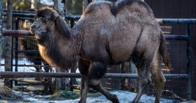 Mary Lu, one of the Alaska Zoo's Bactrian camels, in her enclosure on Thursday. The zoo's keepers have had a hard time keeping the enclosure safe for her, with warm weather and freezing rain making the pen very icy. (Loren Holmes / Alaska Dispatch)