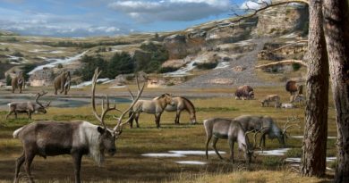 Huge mammals including mammoth, horse, reindeer, bison and musk ox roamed the Arctic during the Ice Age. (Mauricio Anton)