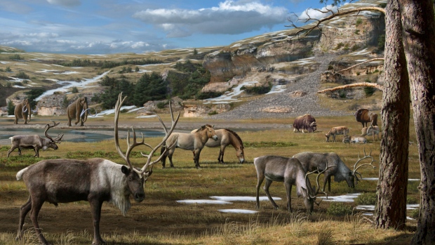 Huge mammals including mammoth, horse, reindeer, bison and musk ox roamed the Arctic during the Ice Age. (Mauricio Anton)