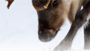 In the early 1930s, the Canadian government bought some 3,000 reindeer from a company in western Alaska and hired Sami herders from northern Europe to bring the animals to the delta, thousands of kilometres away. (CBC.ca)